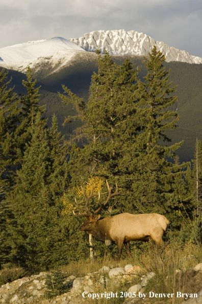 Bull elk in habitat.