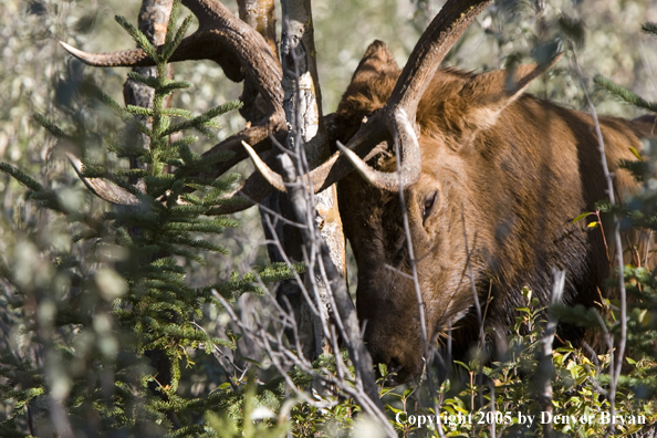 Bull elk in habitat.