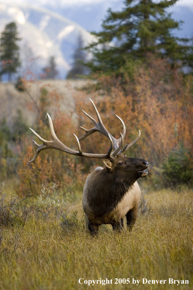 Rocky Mountain bull elk bugling.