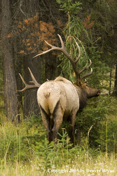 Bull elk rubbing on sapling.