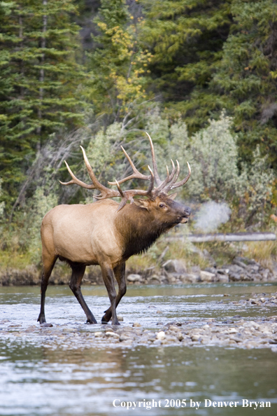 Rocky Mountain bull elk bugling.