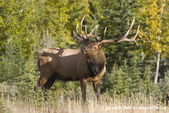 Bull elk in habitat.