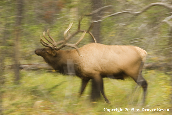 Bull elk in habitat.