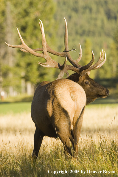 Bull elk in habitat.