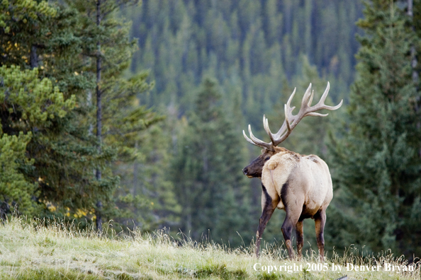 Bull elk in habitat.