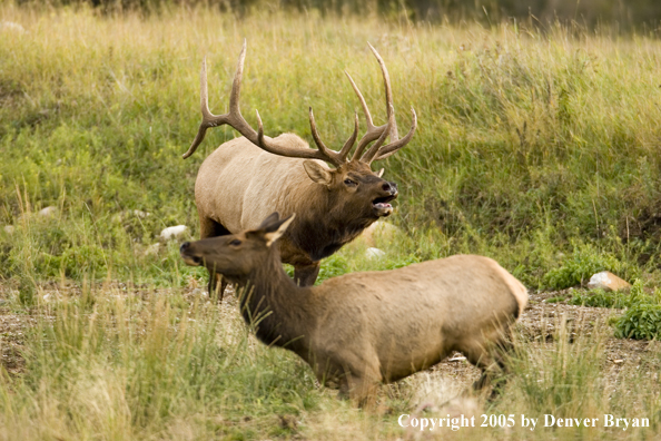 Rocky Mountain bull elk bugling with cows.