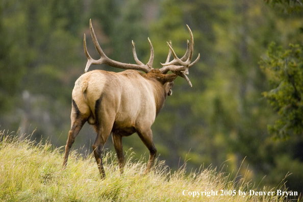 Rocky Mountain bull elk bugling.