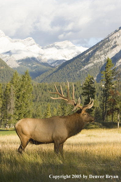 Bull elk in habitat.