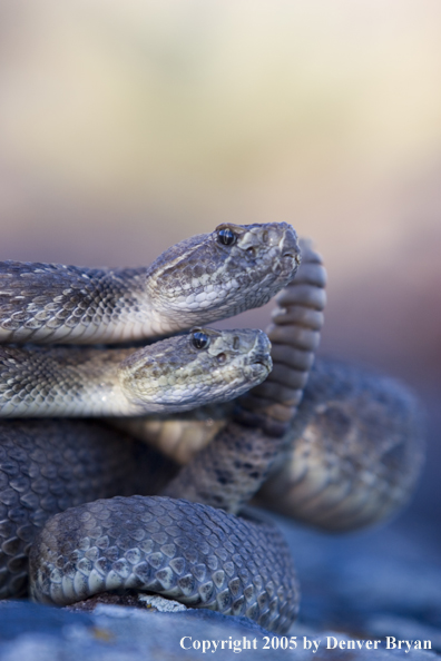 Rattlesnakes on rocks.