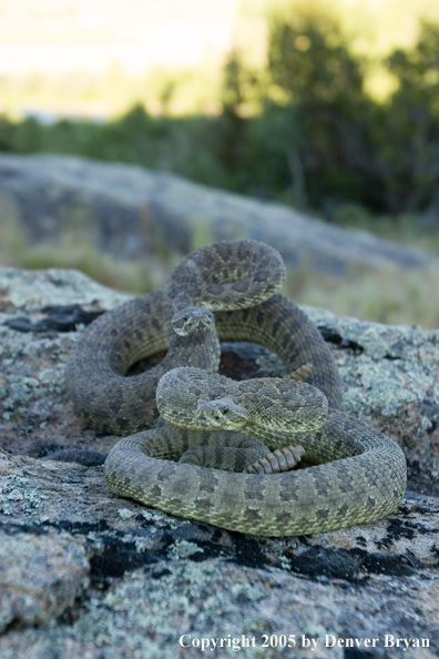 Rattlesnakes on rocks.