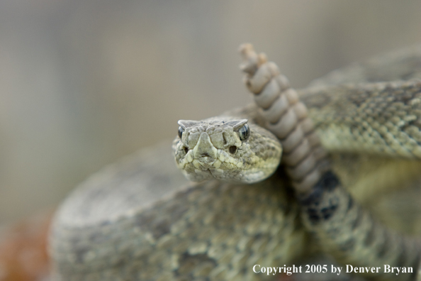 Rattlesnake on rocks.