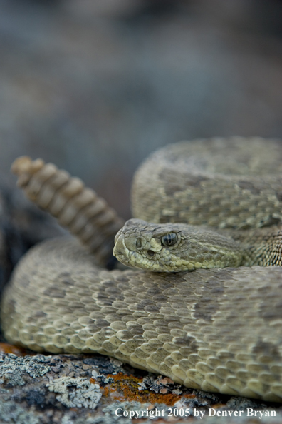 Rattlesnake on rocks.