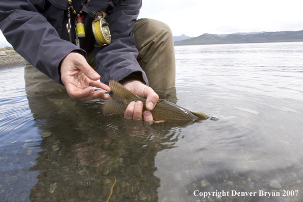 Flyfisherman releasing cutthroat trout.