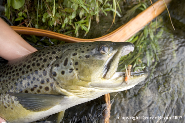  Large brown trout.