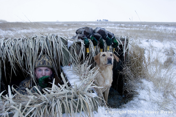 Duck hunter and yellow labrador retriever in blind with bagged mallards on roof. 