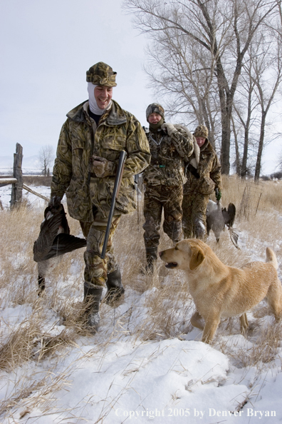 Goose Hunters with black labrador and golden retriever in field with bagged geese during the winter.