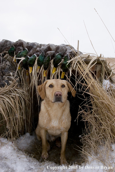 Yellow labrador retriever in blind with bagged mallards on roof. 