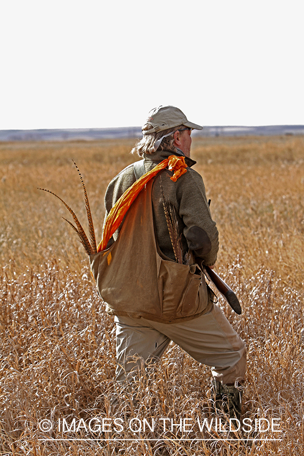 Pheasant hunter in field. 