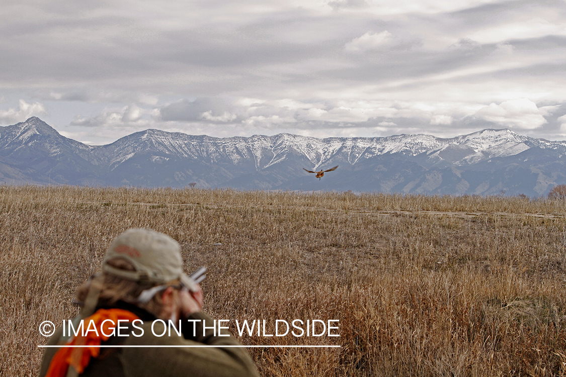 Pheasant hunter shooting at flushed game. 