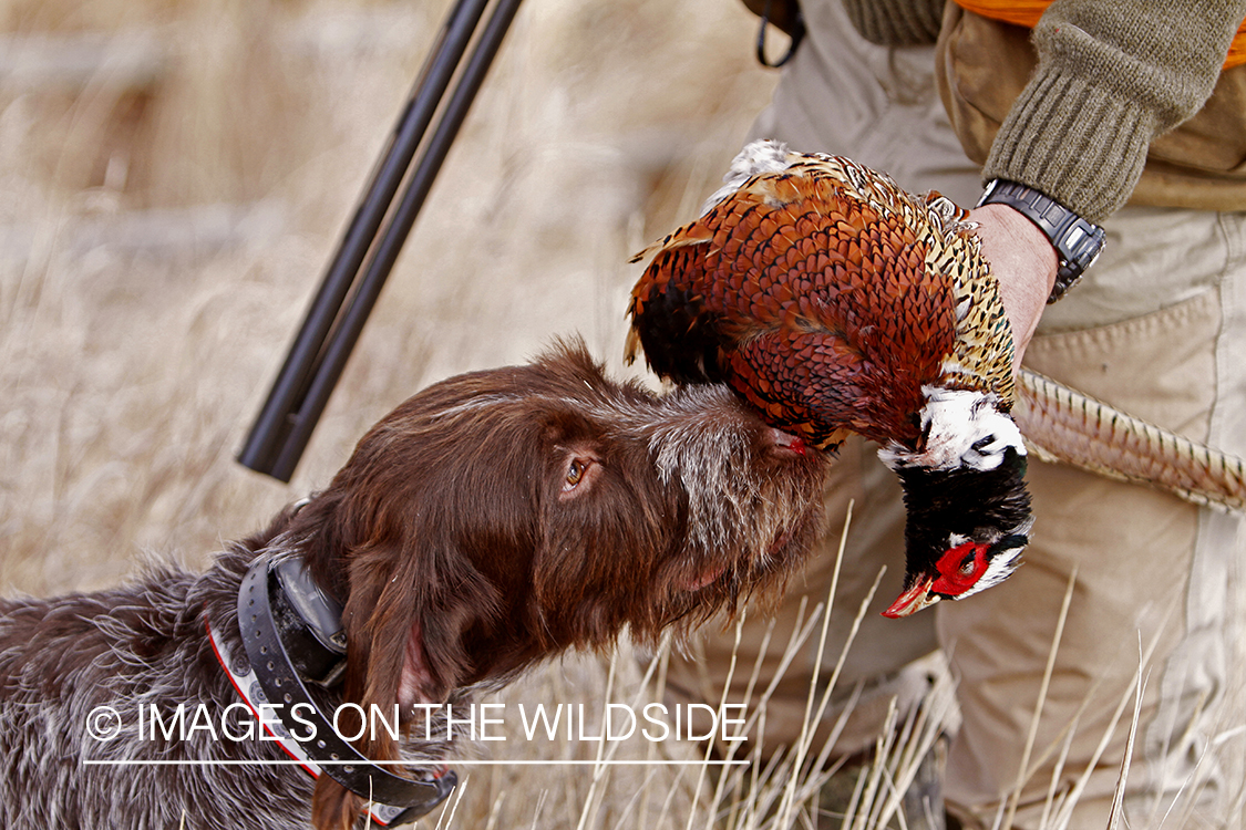 Pointing Griffon with bagged pheasant.