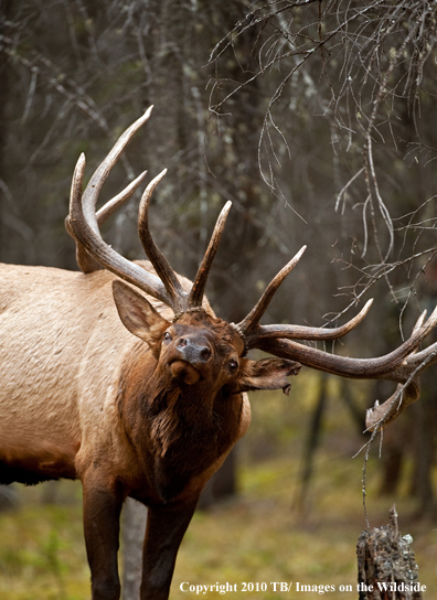 Rocky mountain elk in habitat.