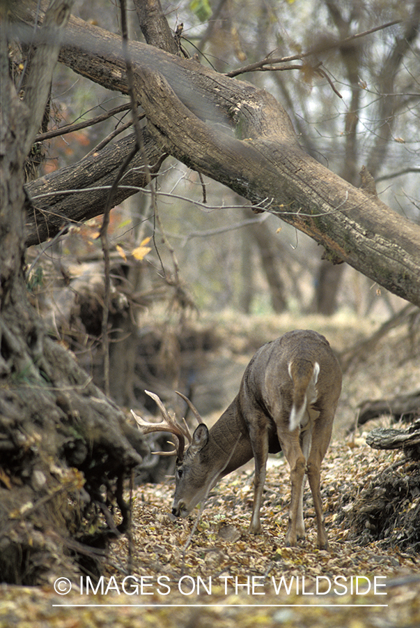 Whitetail deer at scrape.