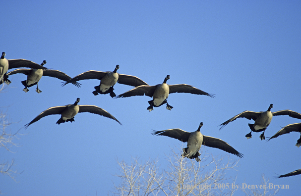 Flock of Canada goose in flight, coming in for landing.