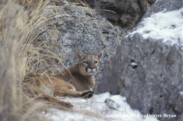 Mountain lion in habitat