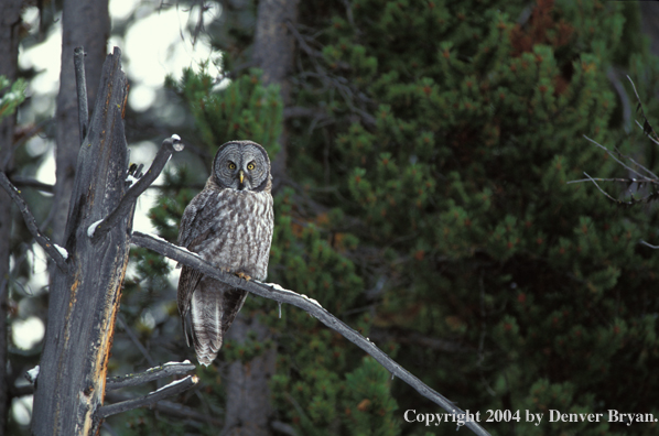 Great grey owl.