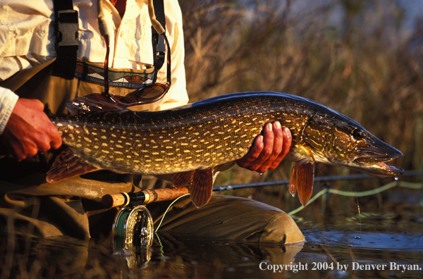 Northern Pike