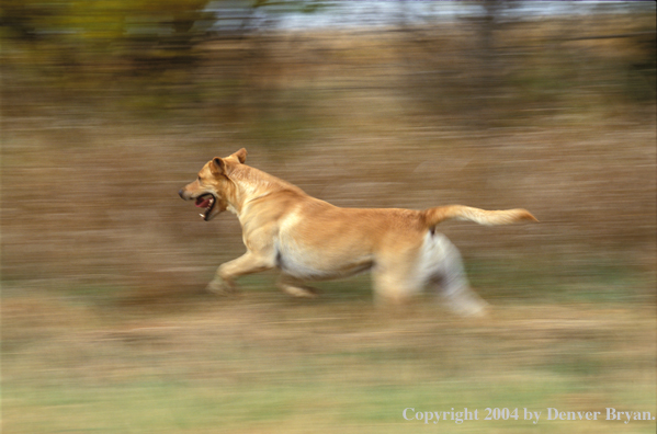 Yellow Labrador Retriever 