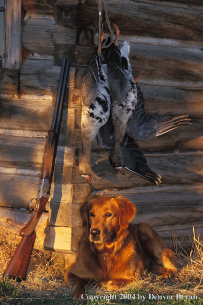 Golden Retriever with bagged geese.  