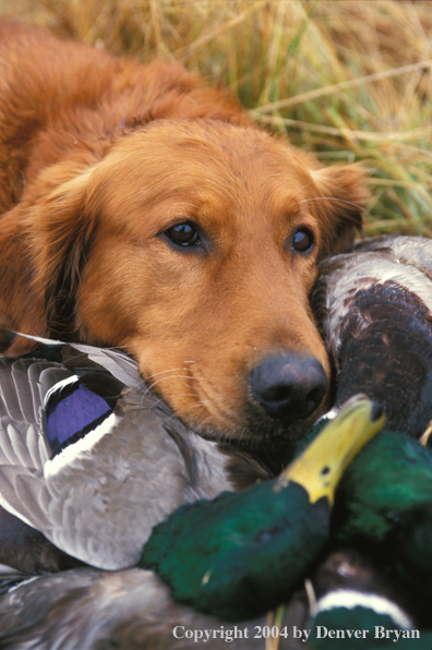 Golden Retriever with bagged waterfowl.  