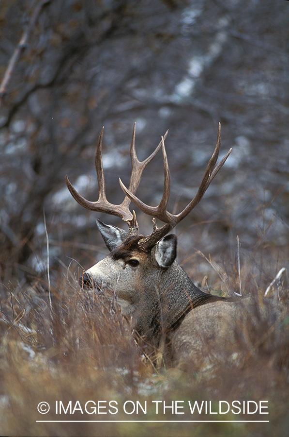 Mule deer bedded down in forest.