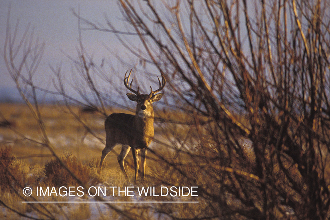 Whitetail deer in habitat.