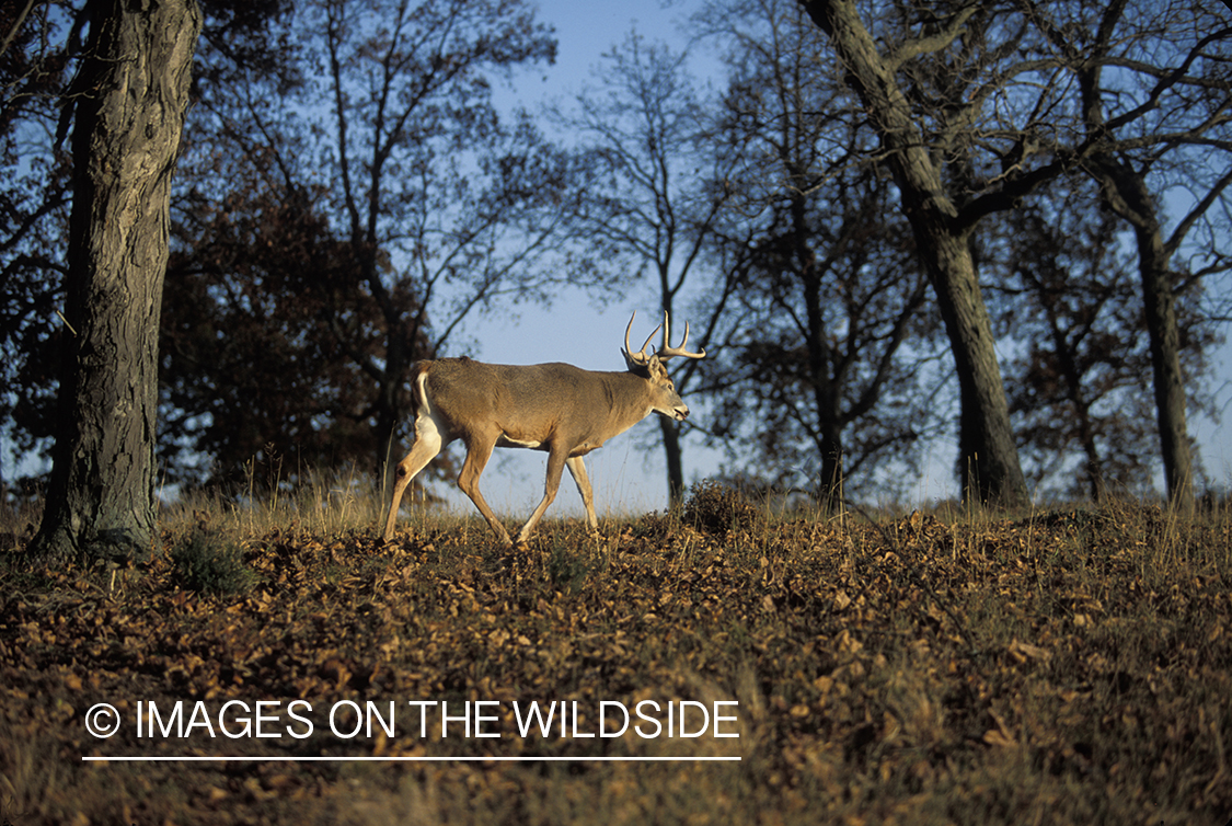 Whitetail deer in habitat.