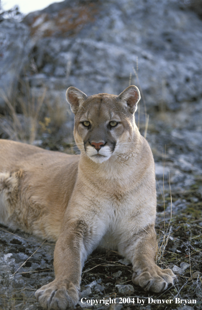 Mountain lion in habitat