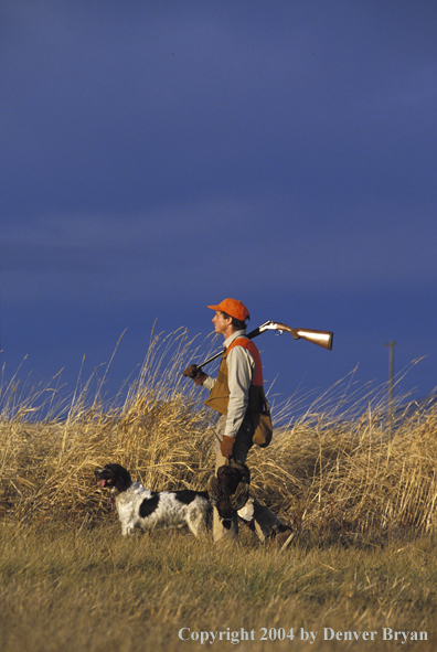 Upland bird hunter with English Springer Spaniel and pheasants.