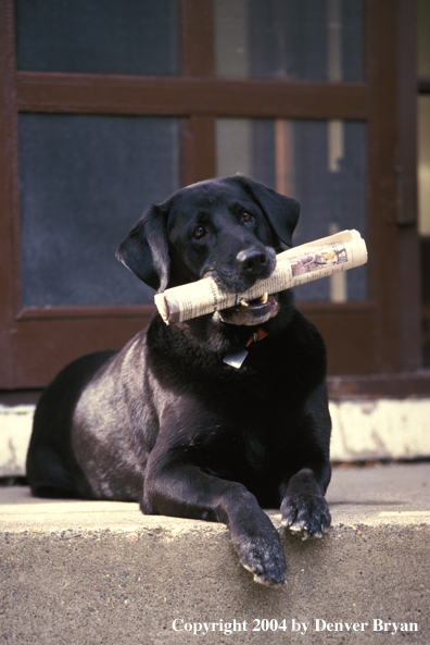 Black Labrador Retriever with newspaper