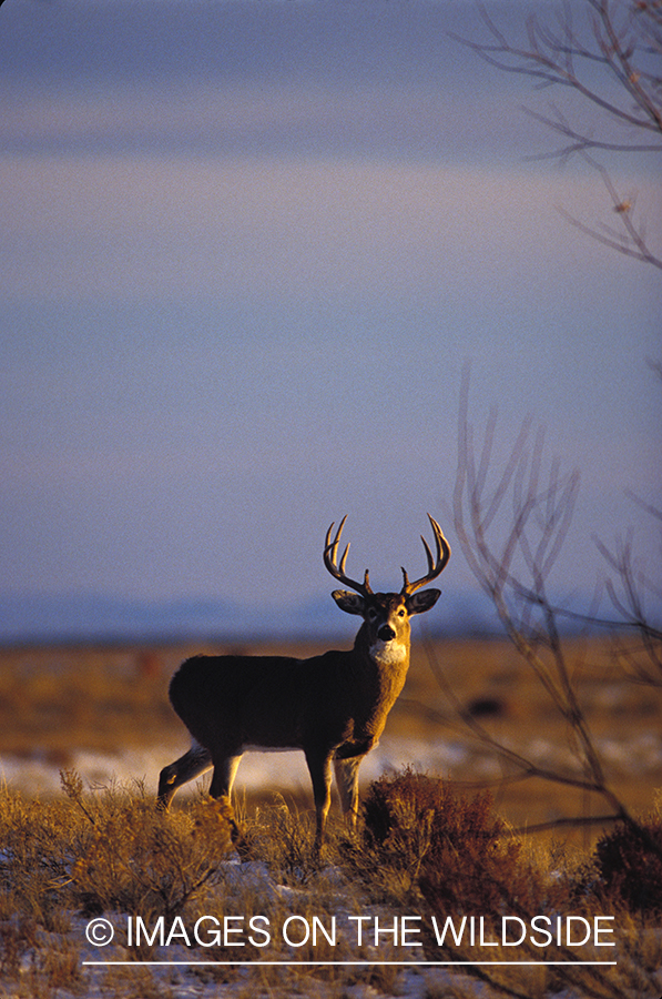 Whitetailed deer in snowy field