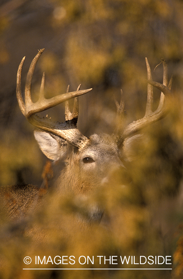 Whitetail deer in habitat.