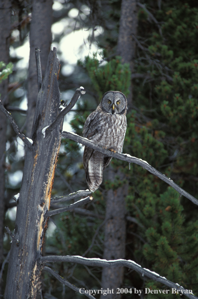 Great grey owl.