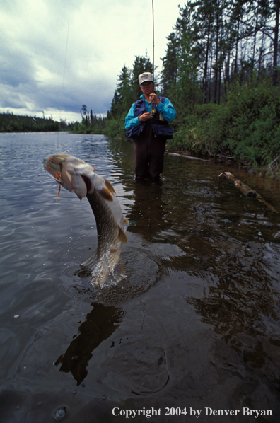 Flyfisherman with Northern Pike