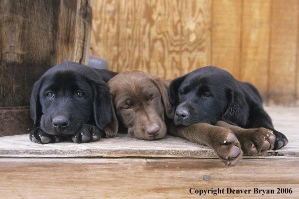 Multi-colored labrador puppies lounging.