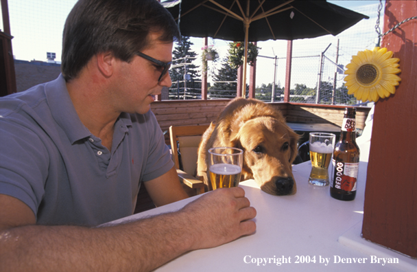 Golden Retriever sitting at bar with owner