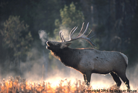 Bull elk bugling.