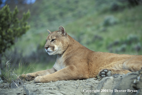 Mountain lion in habitat