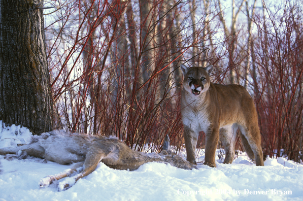 Mountain lion with kill.