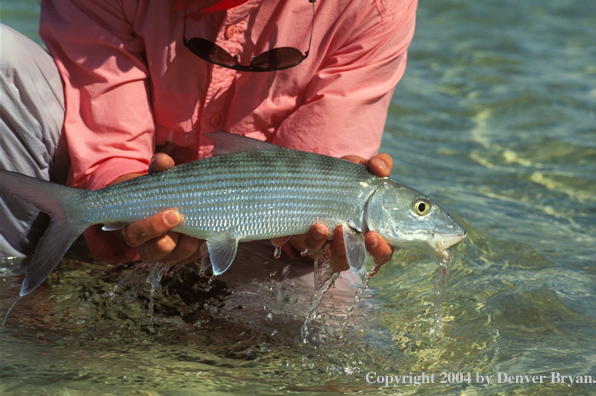 Bonefish.