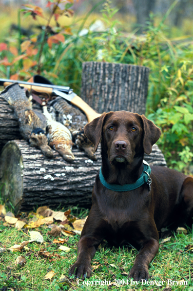 Chocolate Labrador Retriever with shotgun and ruffed grouse